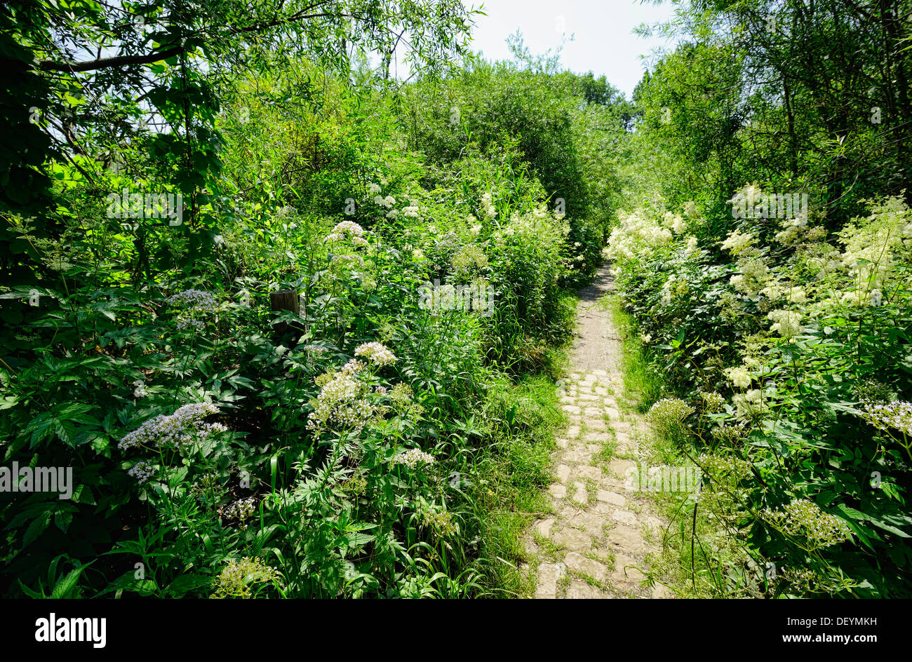 Dans la réserve naturelle de l'Heuckenlock Wilhelm château, Hambourg, Allemagne, Europe, Naturschutzgebiet Heuckenlock à Wilhelmsburg, Deutsch Banque D'Images