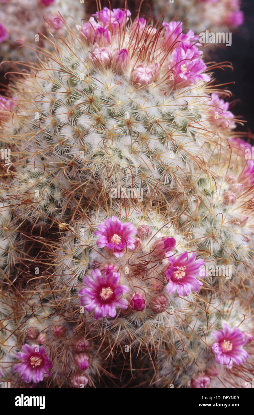 Rose pincushion cactus mammillaria zeilmanniana Banque de photographies