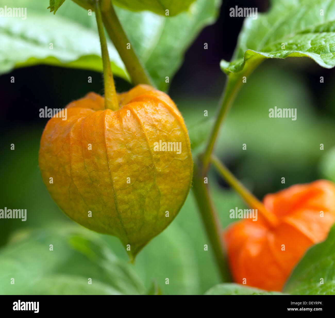 Vue rapprochée d'un Physalis alkekengi, l'usine de lanternes chinoises. Banque D'Images