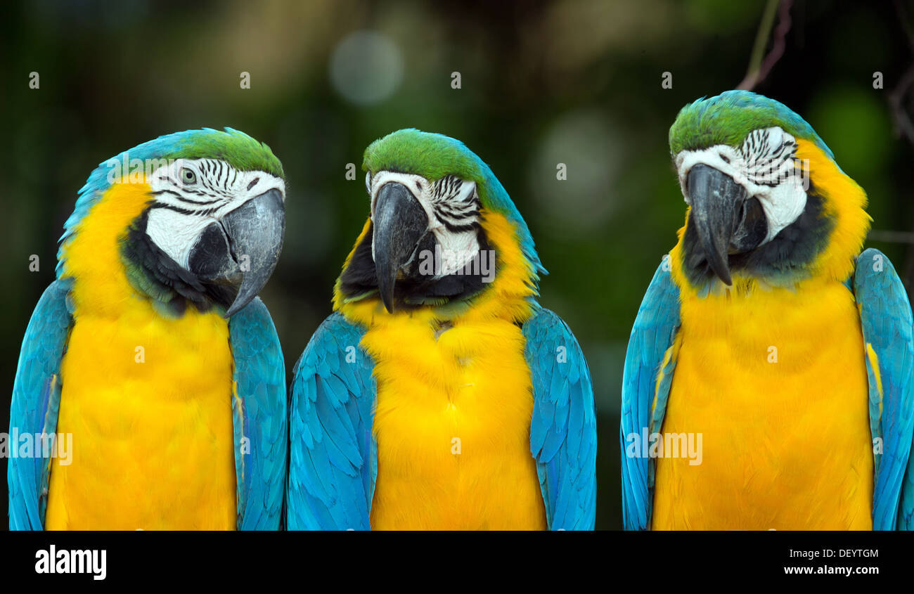 Paire de perroquets aras colorés Banque D'Images