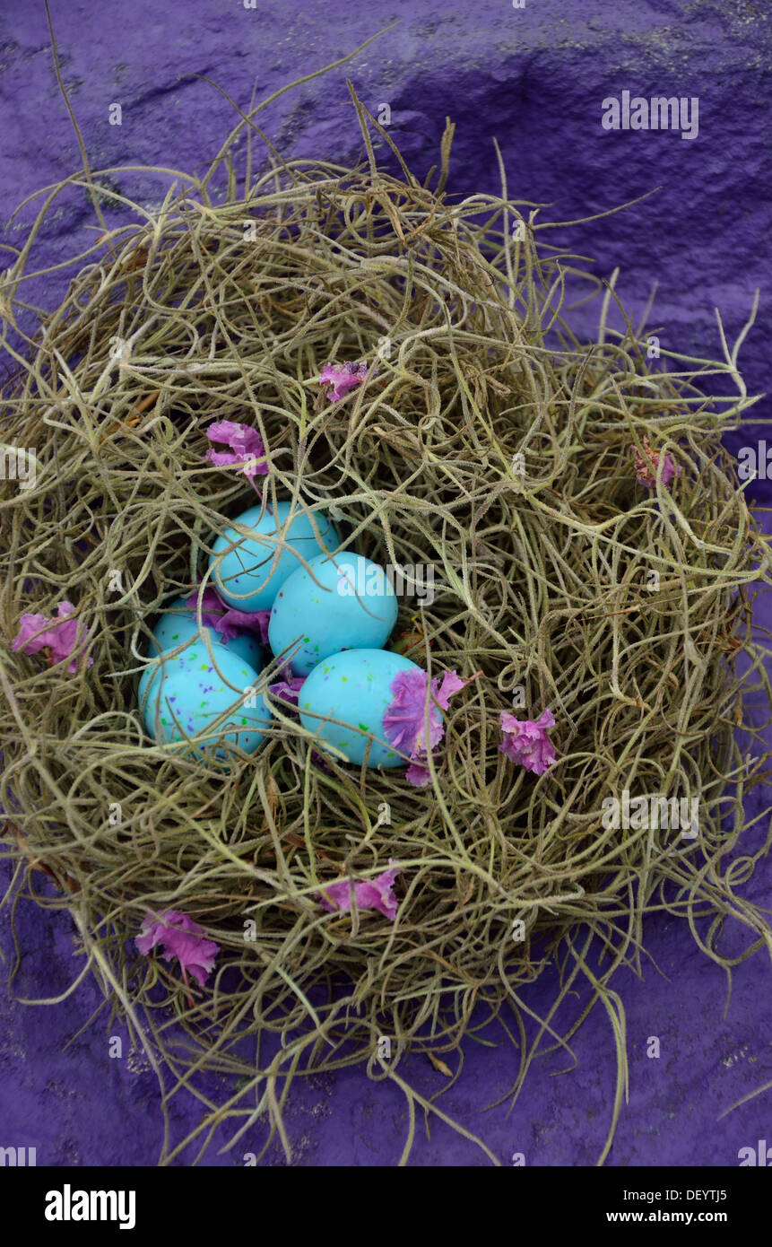 Blue robin egg candy dans un nid de mousse espagnole Banque D'Images