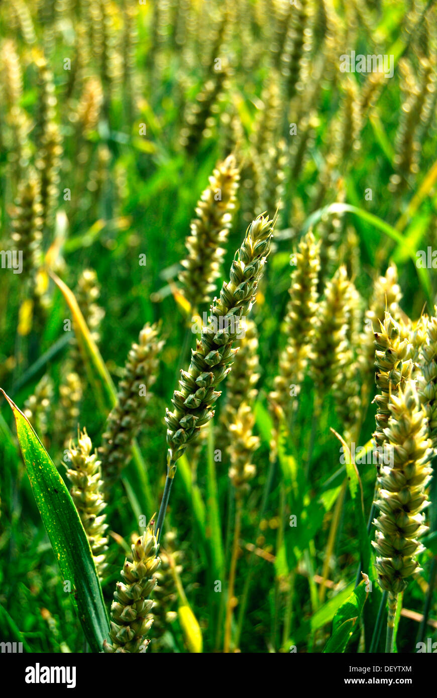 Le blé dans un champ de blé, Borken, Münster, Rhénanie du Nord-Westphalie Banque D'Images