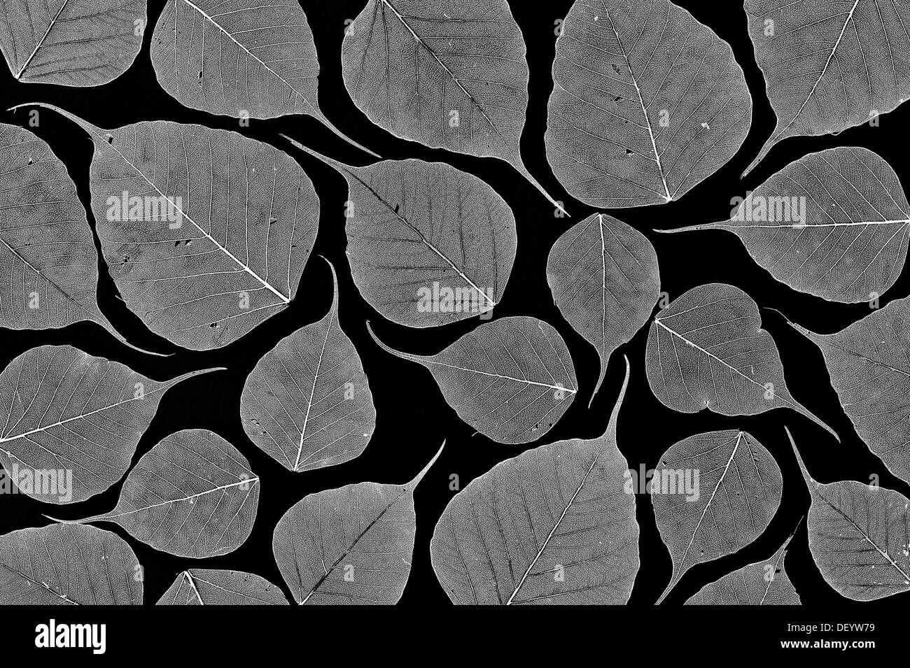 Ficus religiosa. Charpente de figuier sacré feuille / arbre de Bodhi feuille sur fond noir. Motif. Monochrome Banque D'Images