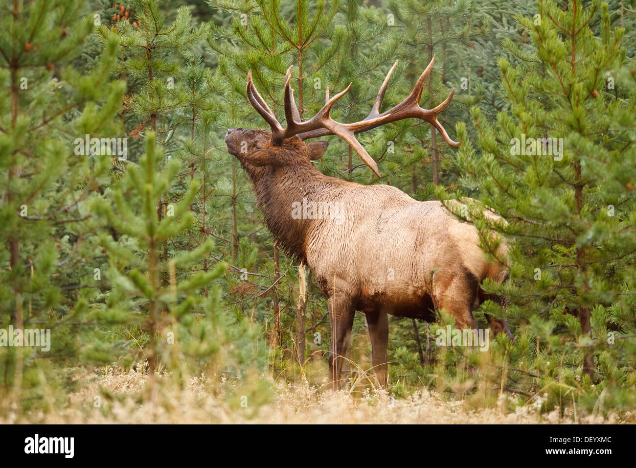 Grand bull elk volée des arbres pendant l'automne annuel rut-Jasper National Park, Alberta, Canada. Banque D'Images