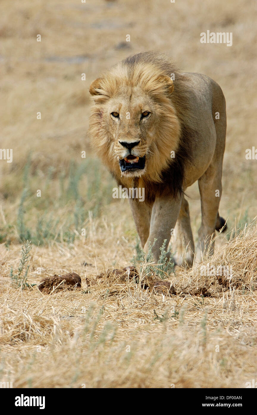 Lion (Panthera leo), Parc transfrontalier de Kgalagadi, Nossob Banque D'Images