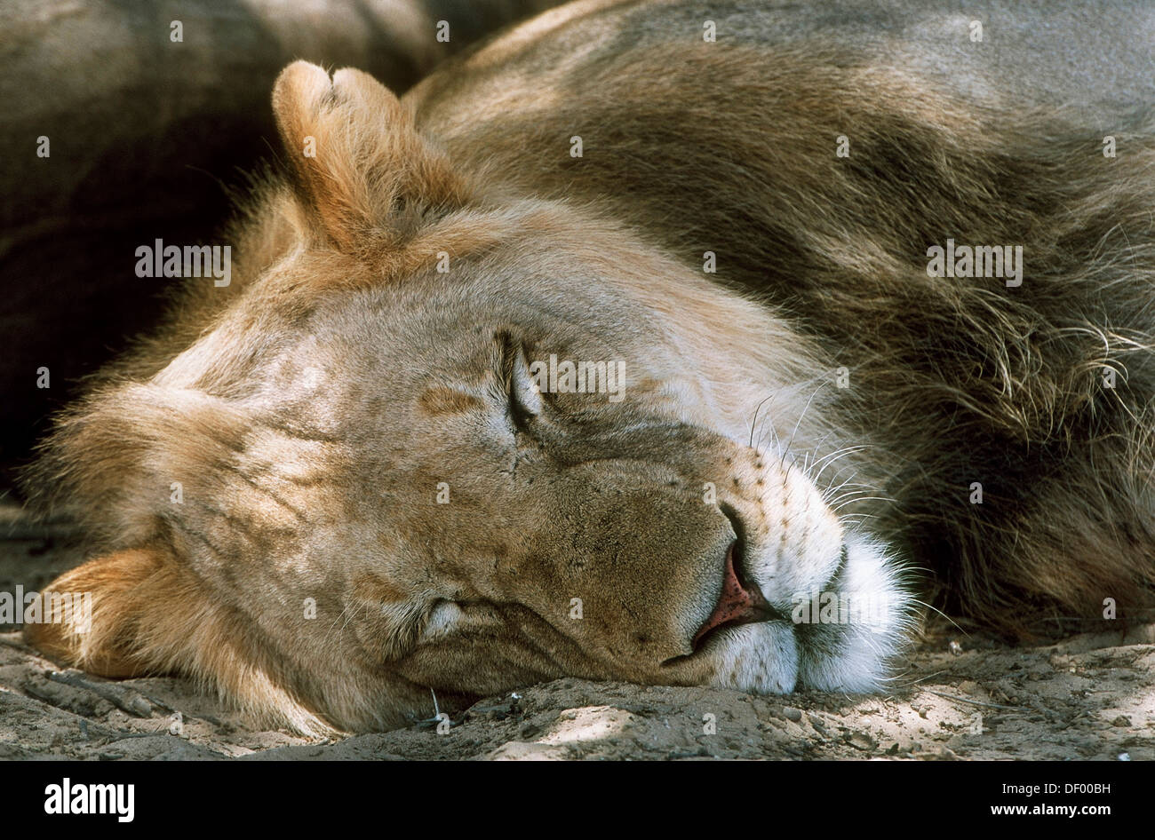 Lion (Panthera leo), dormir, Nossob, fleuve Nossob, Afrique du Sud Banque D'Images