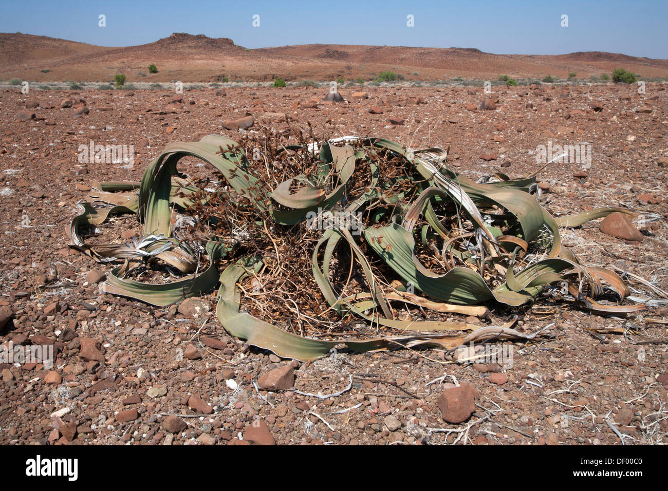 Welwitschia Welwitschia (plante mâle mirabilis) région de Kunene, la Namibie, l'Afrique, Mai 2013 Banque D'Images