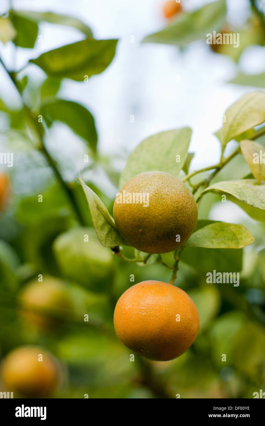 Fruits Calamondin Banque D'Images