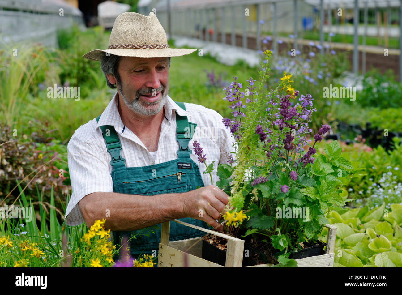 Jardinier avec chapeau de paille et une boîte de plantes médicinales Banque D'Images