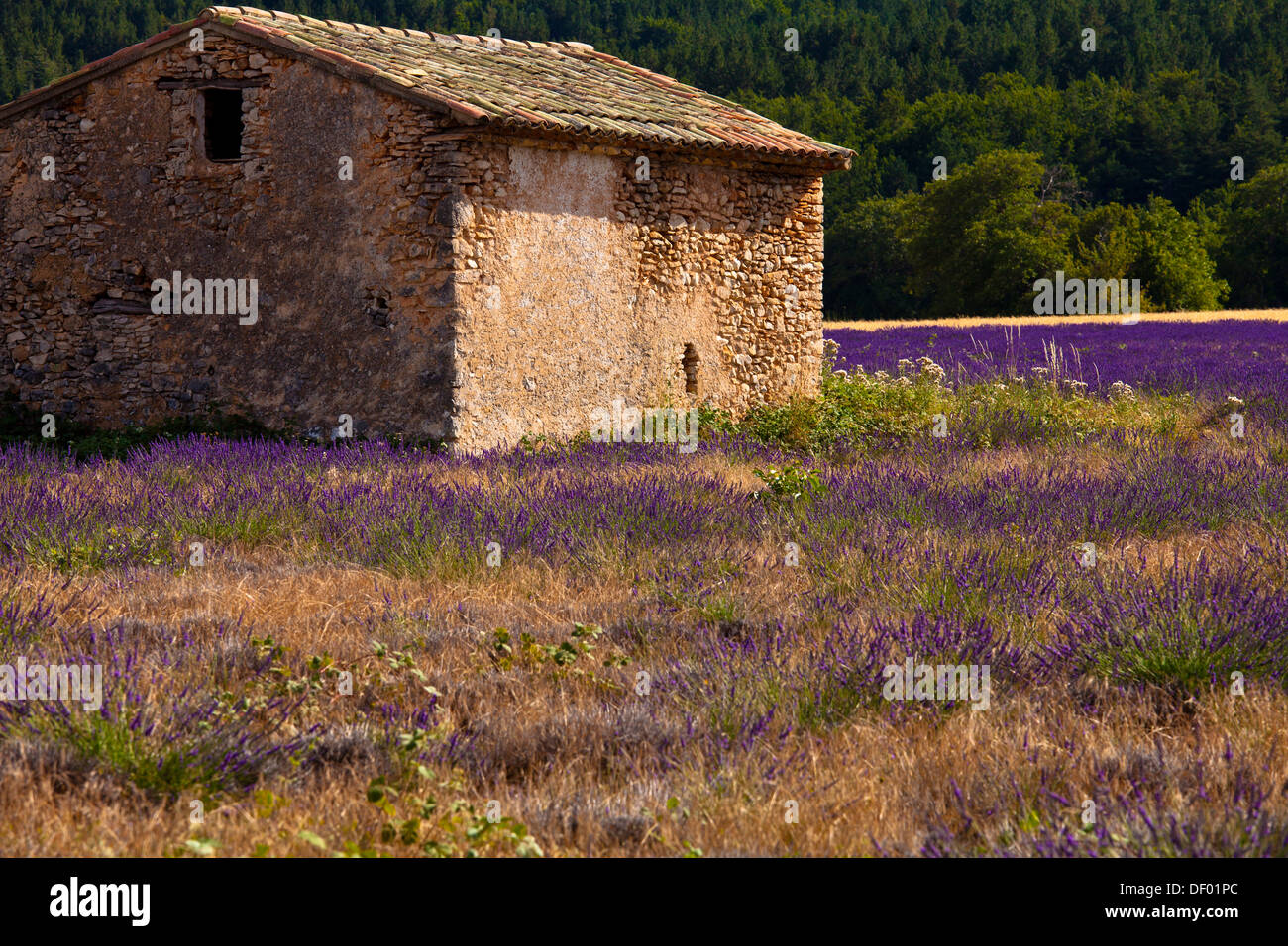 Vieille cabane de pierres dans un champ de lavande (Lavandula angustifolia), près de St-Christol et Sault, Vaucluse Banque D'Images
