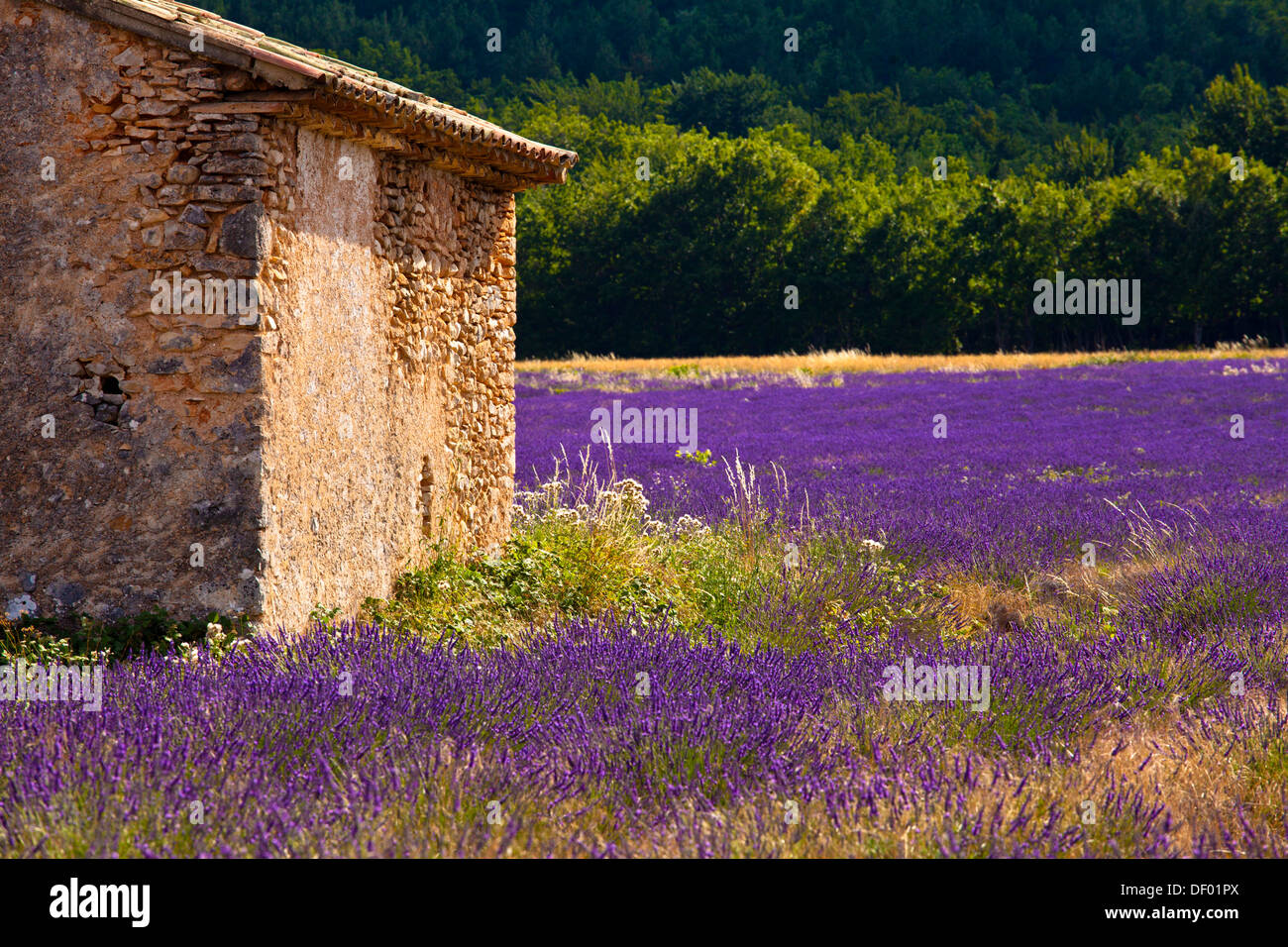 Vieille cabane de pierres dans un champ de lavande (Lavandula angustifolia), près de St-Christol et Sault, Vaucluse Banque D'Images
