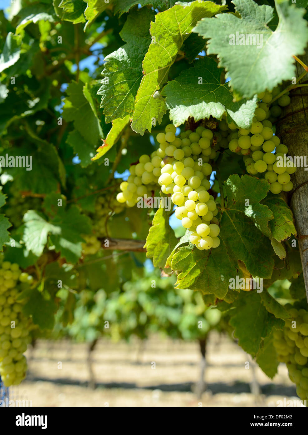 Les raisins pour le vin blanc dans un vignoble français prêt à prendre Banque D'Images