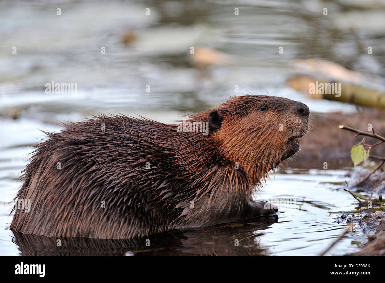 La Vue Laterale D Un Castor Avec Sa Tete En Regardant Quelque Chose Au Loin Photo Stock Alamy