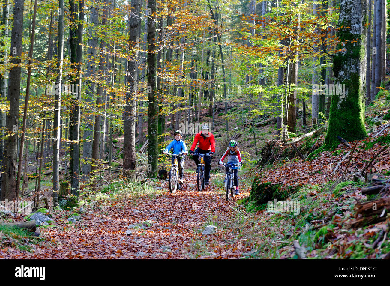 Le père et les enfants équitation vtt en forêt près de Grainau, Werdenfelser Land, Haute-Bavière, Bavière Banque D'Images