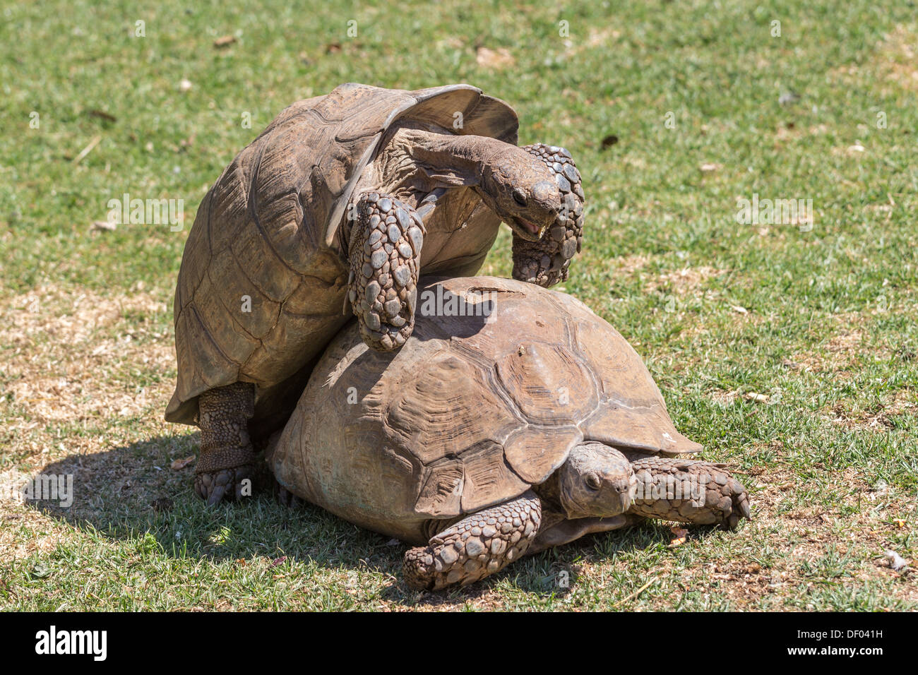 Un mâle Sulcata tortue escalade lentement sur le dessus de sa compagne Banque D'Images