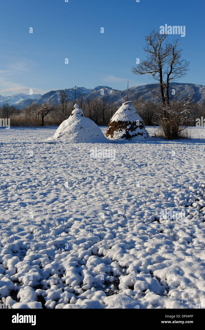 Les meules en hiver dans le Murnauer Moos, Murnau, Pfaffenwinkel region, Haute-Bavière Banque D'Images