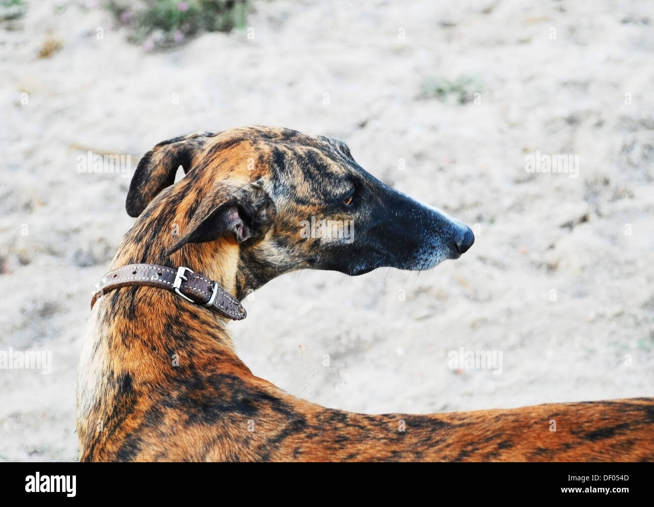 Profil de couleur brune Greyhound Banque D'Images