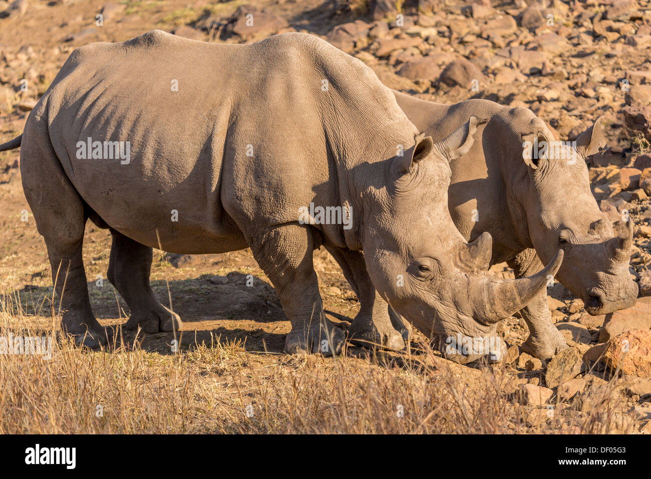 Deux Rhinos le pâturage dans la savane sèche de Pilanesberg National Park, Afrique du Sud Banque D'Images