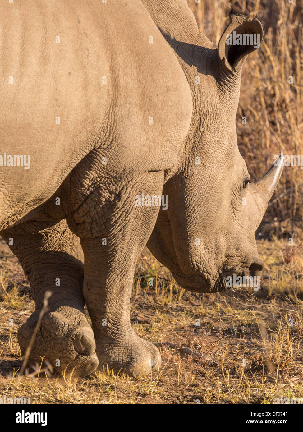 Un pâturage de Rhino dans la savane sèche de Pilanesberg National Park, Afrique du Sud Banque D'Images