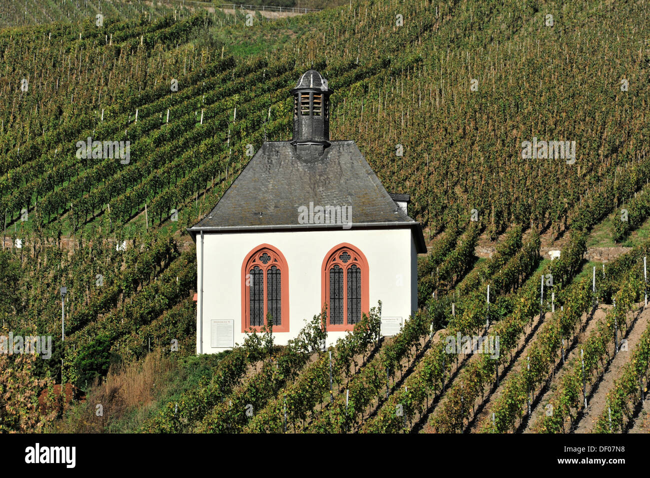 Chapelle, vignoble près de Kroev, région viticole de la Moselle, Rhénanie-Palatinat Banque D'Images