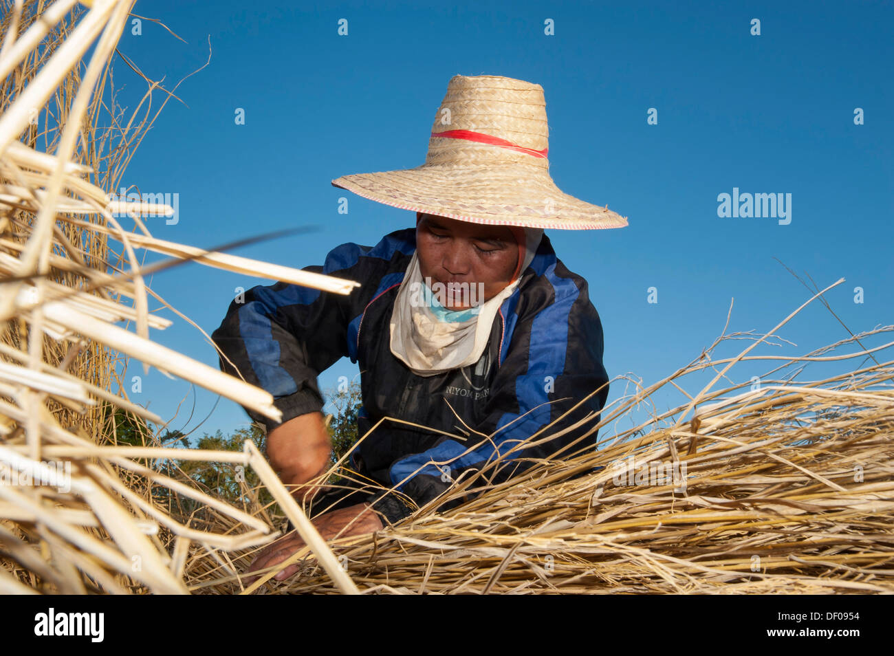 Femme portant un chapeau tout en travaillant dans une récolte de riz paddy,  le nord de la Thaïlande, la Thaïlande, l'Asie Photo Stock - Alamy