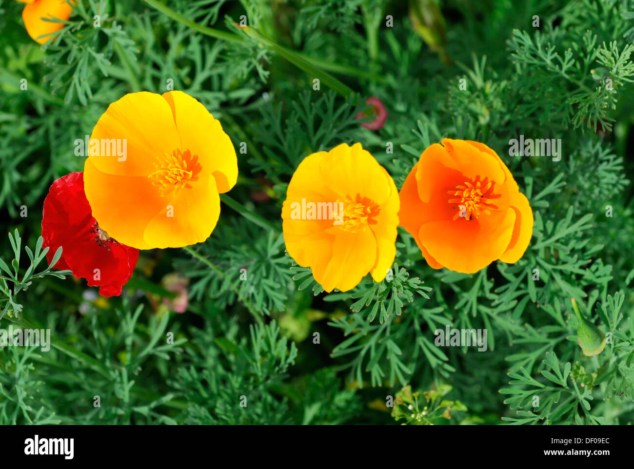 Le pavot de Californie (Eschscholzia californica), Schwaebisch Gmuend, Bade-Wurtemberg Banque D'Images