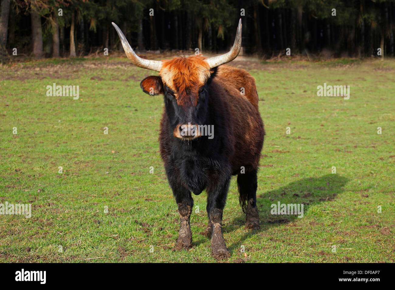 Bovins Heck, race retour, aurochs (Bos primigenius), Allgäu, Bavière, Allemagne Banque D'Images