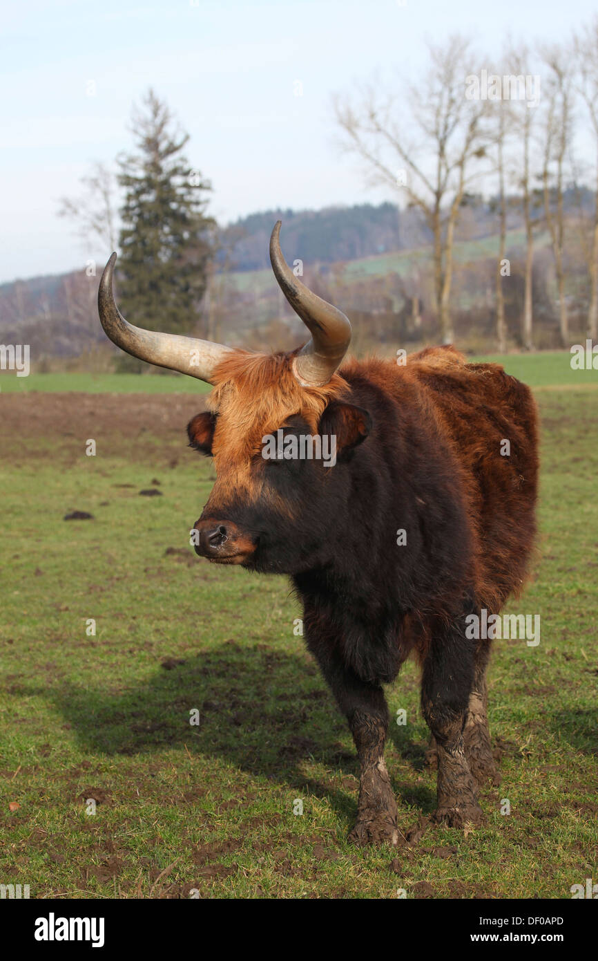 Bovins Heck, race retour, aurochs (Bos primigenius), Allgäu, Bavière, Allemagne Banque D'Images