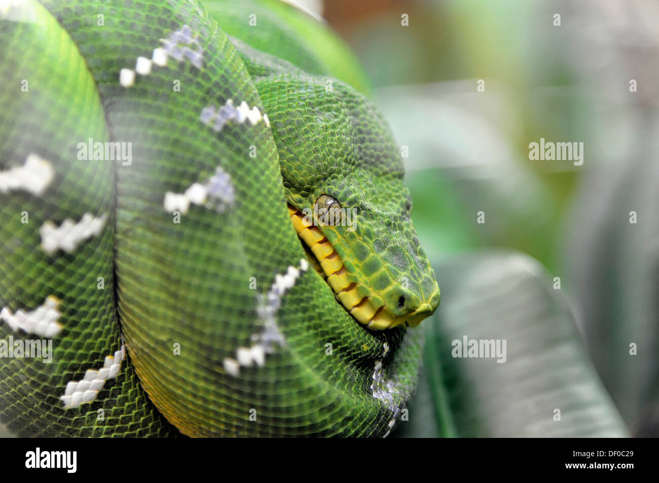 Green Tree Python (Chondropython viridis), originaire de Guinée et du nord de l'Australie, Terrazoo, Rhénanie du Nord-Westphalie Banque D'Images