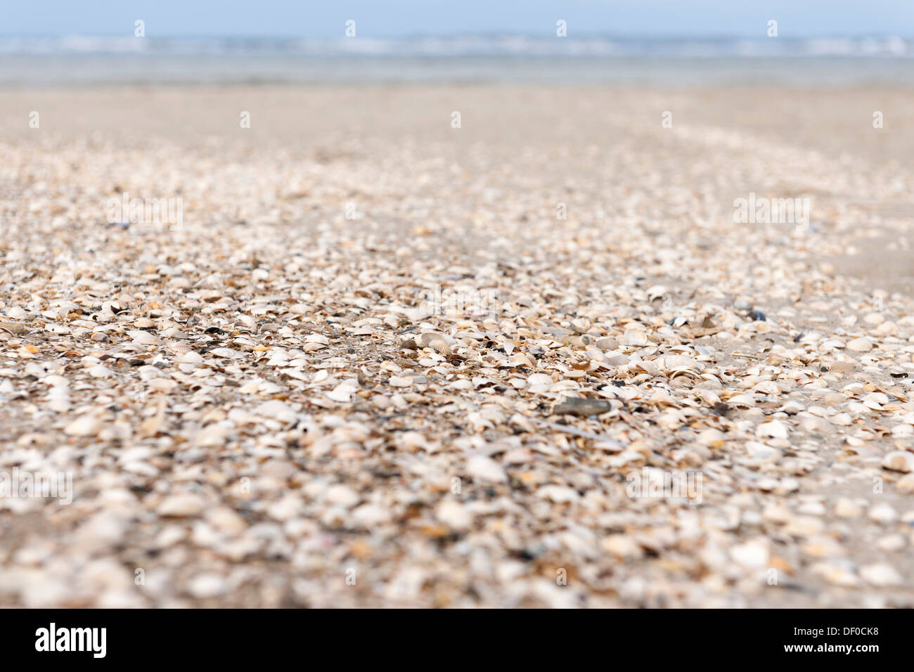 Moules sur le Métro Amrumer Odde, pointe nord de Amrum, Frise du Nord, Norddorf, Amrum, Schleswig-Holstein, Allemagne Banque D'Images