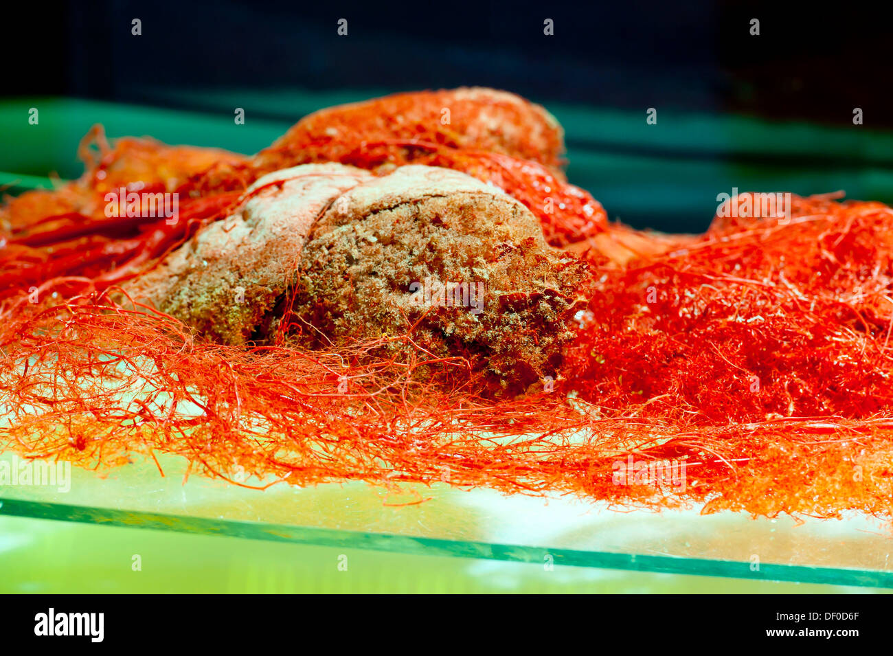 Spécimen de navires de Plastination thorax et abdomen Banque D'Images