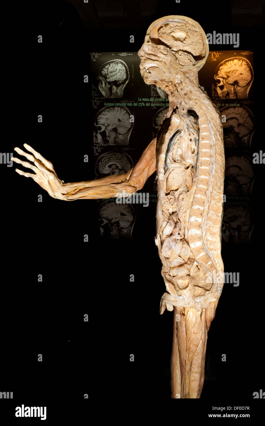 Corps humain Banque de photographies et d’images à haute résolution Alamy