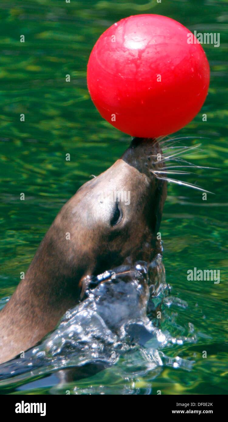 18 septembre 2013 - Memphis, Tennessee, États-Unis - 11 septembre 2013 - Callie, Tevas mère, les prises d'une balle pendant la voir la mer lion au Zoo de Memphis. Les activités divertir les visiteurs du zoo, mais il fournit également la stimulation de métal pour les animaux. Callie, a été sauvé de la Californie quand elle est devenue orpheline. Elle, comme Teva, a été élevé à la main et n'a pas pu être remis en liberté dans la nature. Teva, est son premier succès de la naissance. (Crédit Image : © Karen Pulfer Focht/l'appel Commercial/ZUMAPRESS.com) Banque D'Images