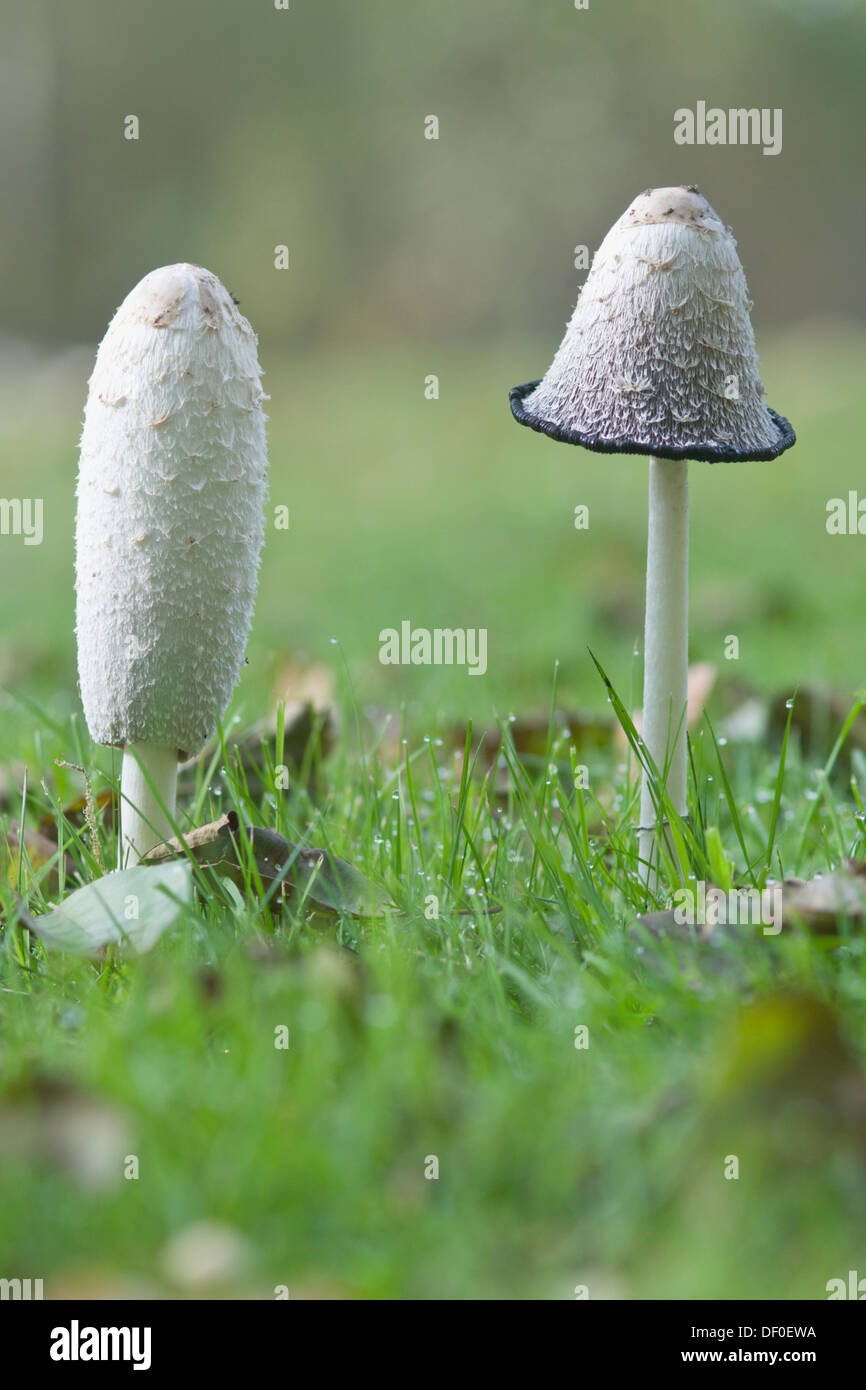 Shaggy, cap d'avocat ou la perruque de Shaggy mane (Coprinus comatus), Haren, région de l'Emsland, Basse-Saxe Banque D'Images