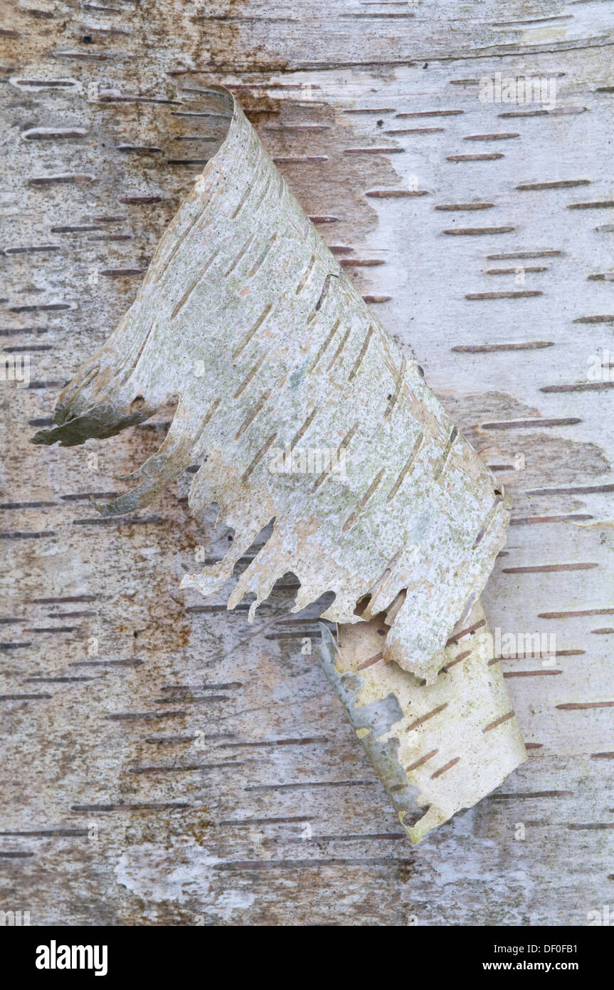 Écorce d'un bouleau verruqueux (Betula pendula, Betula verrucosa), Haren, de l'Ems, Basse-Saxe Banque D'Images