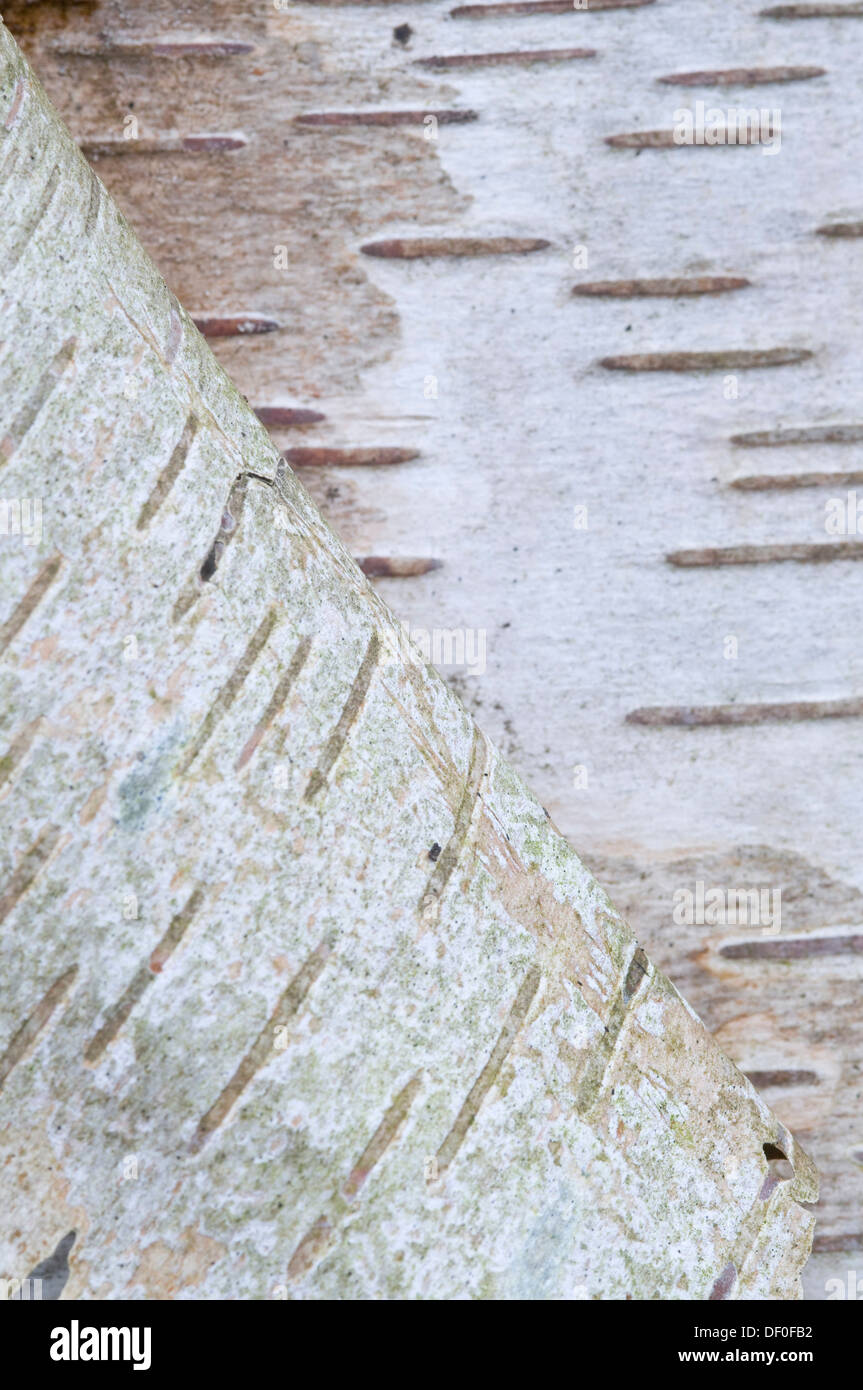 Écorce d'un bouleau verruqueux (Betula pendula, Betula verrucosa), Haren, de l'Ems, Basse-Saxe Banque D'Images