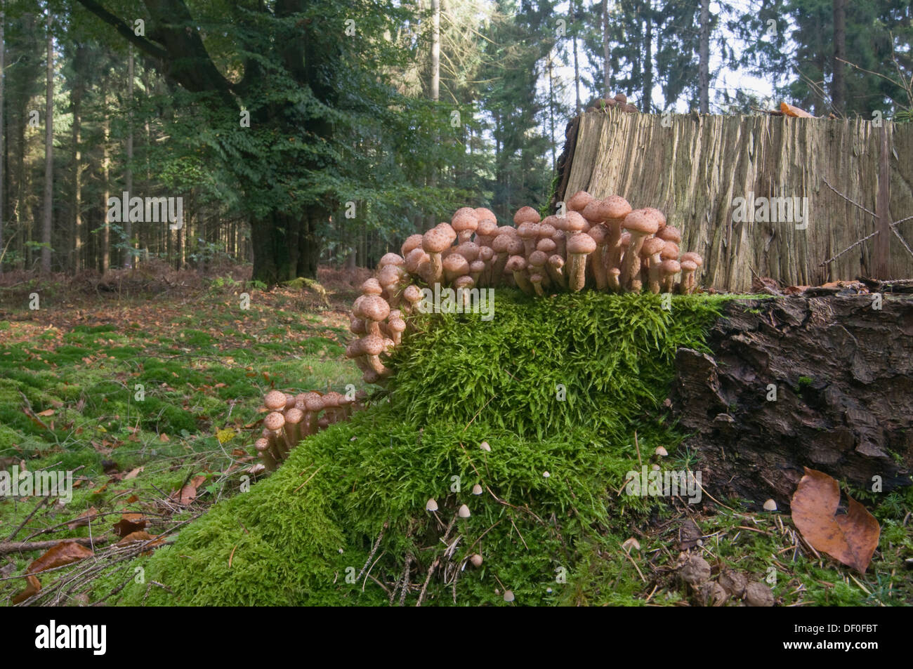 Champignon Armillaria solidipes (miel), étameur Loh, Haren, de l'Ems, Basse-Saxe Banque D'Images