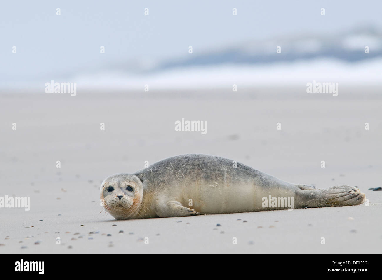 Phoque commun (Phoca vitulina) allongé sur la plage, Langeoog, îles de la Frise orientale, Frise orientale, Basse-Saxe, Allemagne Banque D'Images