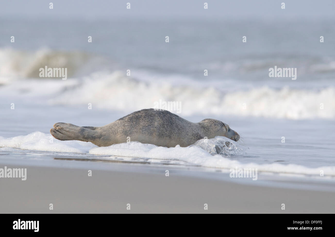 Phoque commun (Phoca vitulina) allongé sur la plage, Langeoog, îles de la Frise orientale, Frise orientale, Basse-Saxe, Allemagne Banque D'Images