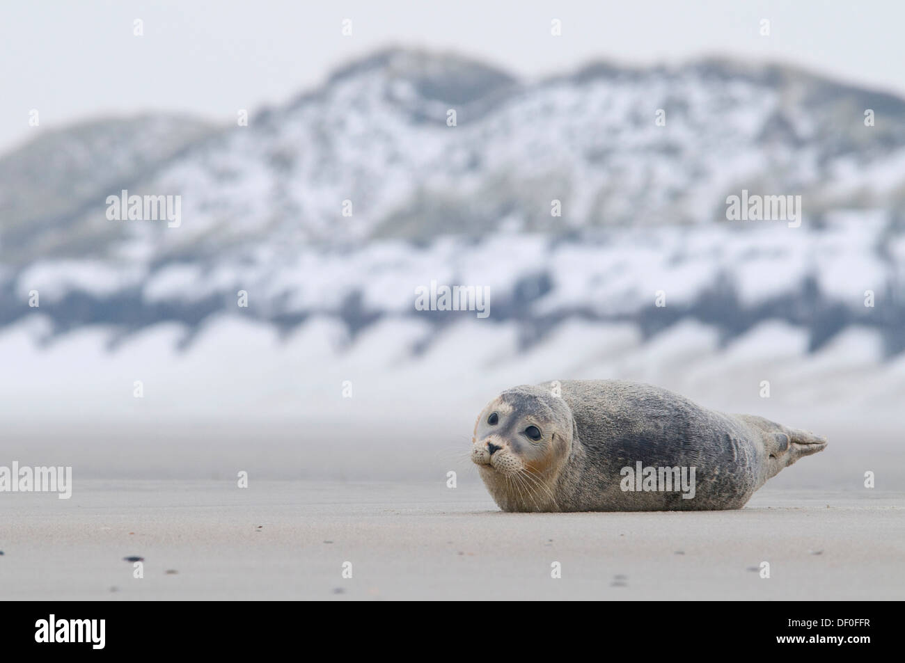 Phoque commun (Phoca vitulina) allongé sur la plage, Langeoog, îles de la Frise orientale, Frise orientale, Basse-Saxe, Allemagne Banque D'Images