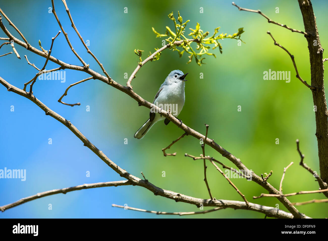 Petit oiseau chanteur perché sur une branche avec arrière-plan agréable - Gobemoucheron gris-bleu Polioptila caerulea Banque D'Images