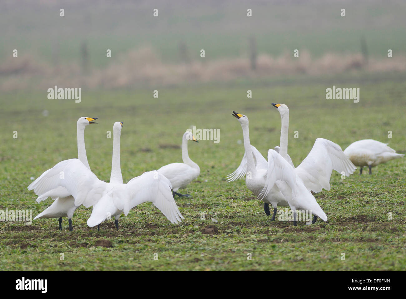 Bande des cygnes chanteurs (Cygnus cygnus) sur un champ, Haren, de l'Ems, Basse-Saxe, Allemagne Banque D'Images