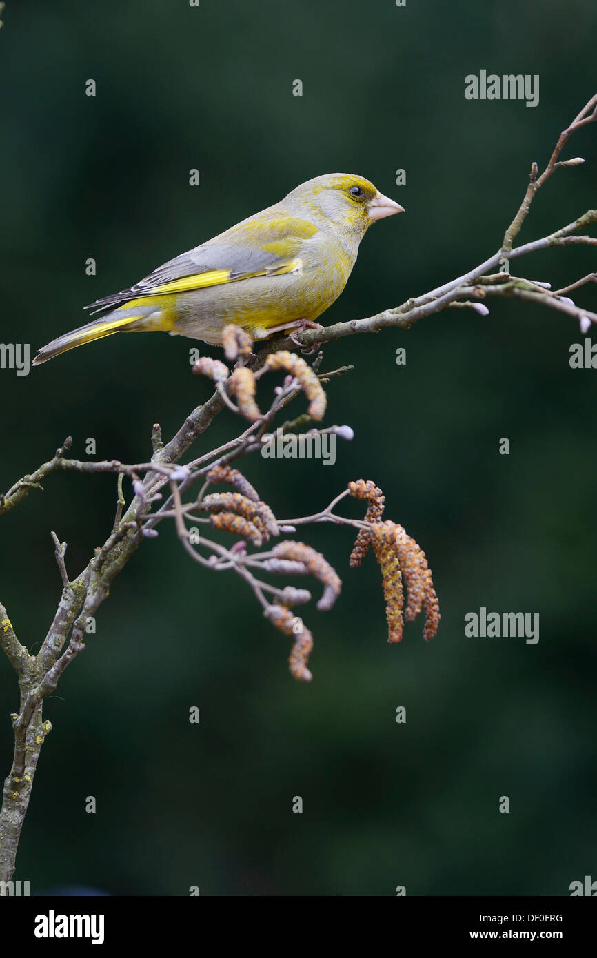 Verdier (Carduelis chloris), homme, Haren, de l'Ems, Basse-Saxe, Allemagne Banque D'Images