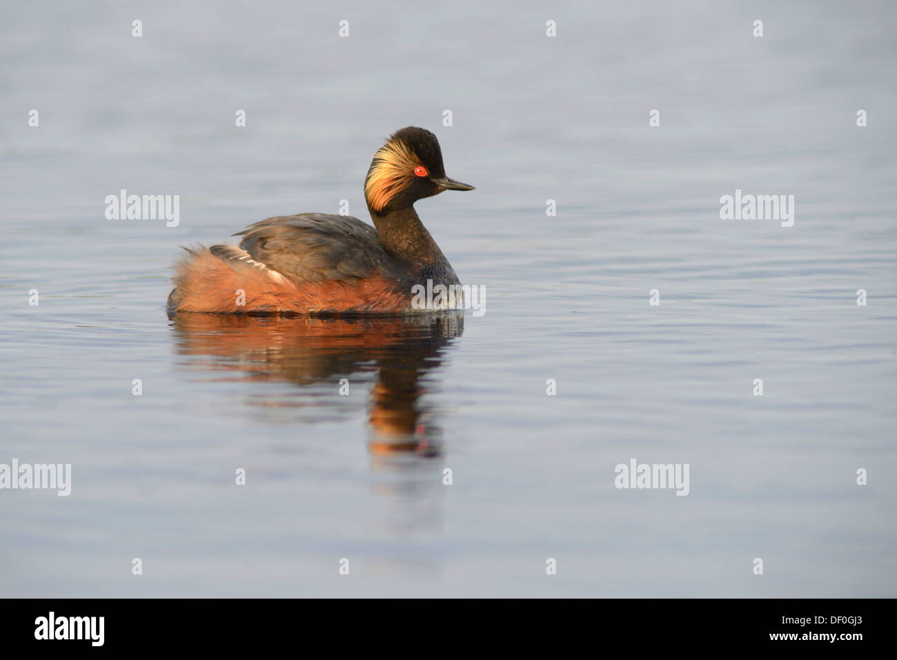 Grèbe à cou noir (Podiceps nigricollis), Bargerveen, Zwartemeer, Province de Drenthe, Pays-Bas Banque D'Images