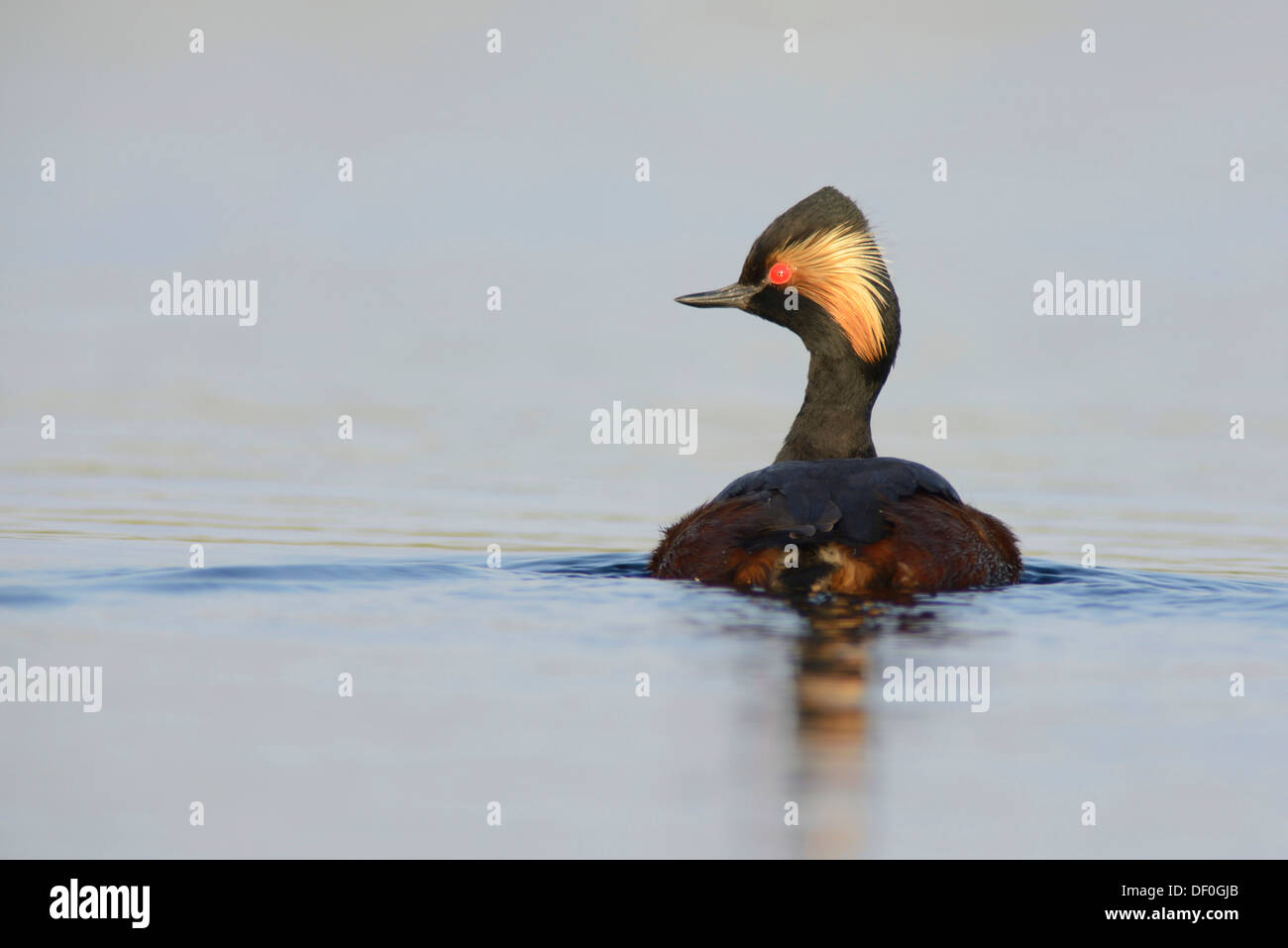 Grèbe à cou noir (Podiceps nigricollis), Bargerveen, Zwartemeer, Province de Drenthe, Pays-Bas Banque D'Images