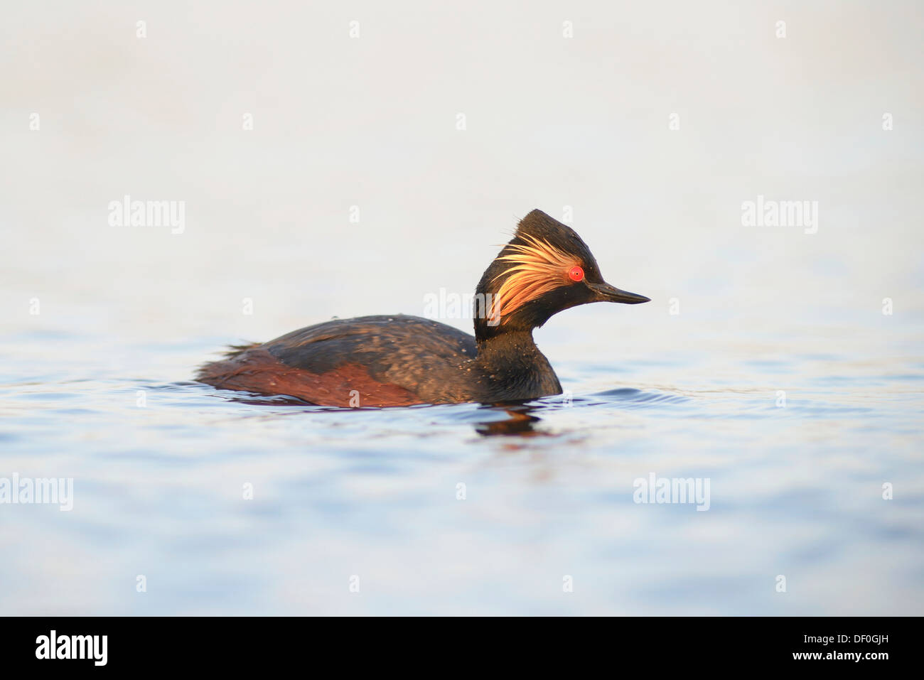 Grèbe à cou noir (Podiceps nigricollis), Bargerveen, Zwartemeer, Province de Drenthe, Pays-Bas Banque D'Images