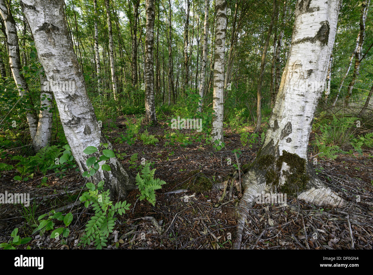 Forêt de bouleaux avec bouleau verruqueux (Betula verrucosa), Zwartemeer, Province de Drenthe, Pays-Bas Banque D'Images