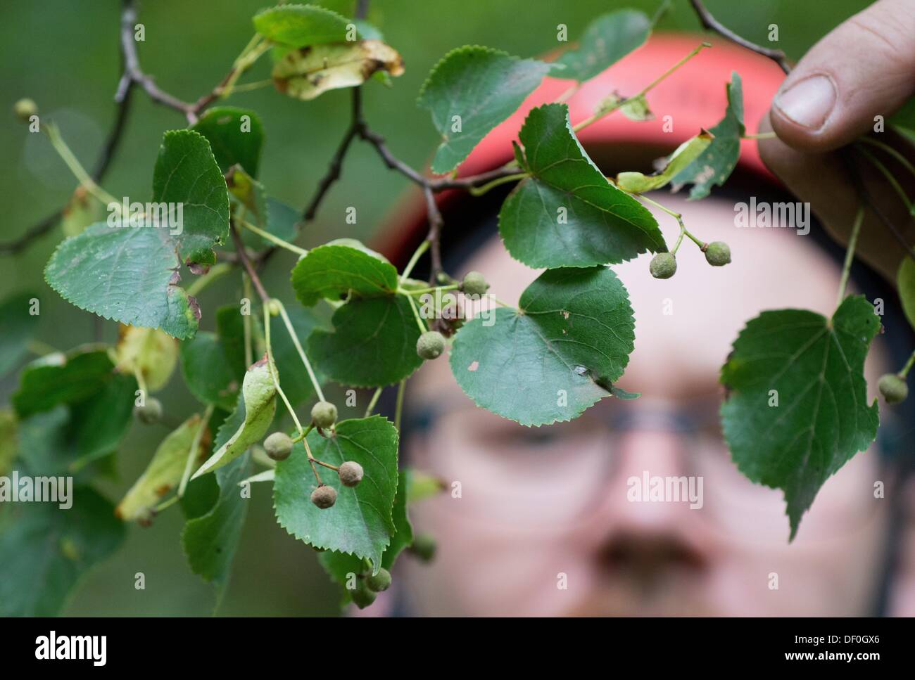 Sélecteur de cône Stefan Teschke examine les graines sur un tilleul à petites feuilles (Tilia cordata) lat : dans la ville forêt à Prenzlau, Allemagne, 23 septembre 2013. Stefan Teschke a une carrière de rares un cône picker. Il a à monter autour de 35 mètres de haut dans les arbres à récolter les graines en coupant l'extrémité des branches. Les graines sont seulement autorisés à être préparée à partir de certains arbres. Photo : PATRICK PLEUL Banque D'Images