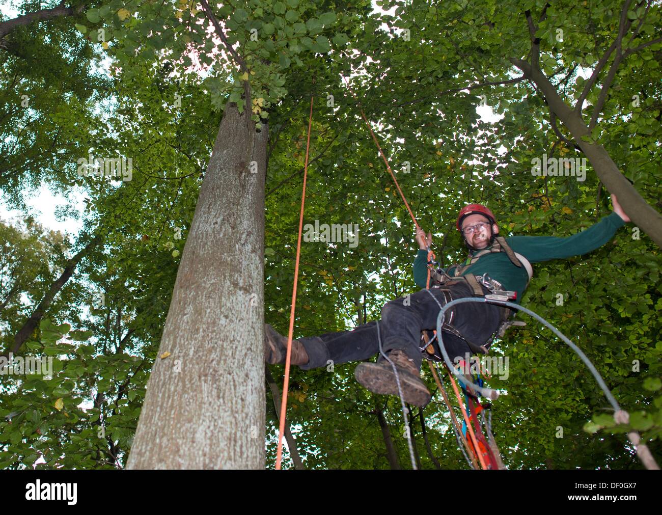 Sélecteur de cône Stefan Teschke grimpe dans un petit-leaved Lime (lat : Tilia cordata) dans la ville forêt à Prenzlau, Allemagne, 23 septembre 2013. Stefan Teschke a une carrière de rares un cône picker. Il a à monter autour de 35 mètres de haut dans les arbres à récolter les graines en coupant l'extrémité des branches. Les graines sont seulement autorisés à être préparée à partir de certains arbres. Photo : PATRICK PLEUL Banque D'Images