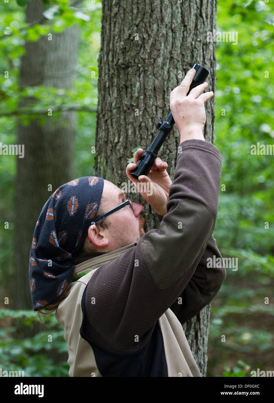 Sélecteur de cône Stefan Teschke regarde à travers un télescope dans une lime à petites feuilles (Tilia cordata) lat : dans la ville forêt à Prenzlau, Allemagne, 23 septembre 2013. Stefan Teschke a une carrière de rares un cône picker. Il a à monter autour de 35 mètres de haut dans les arbres à récolter les graines en coupant l'extrémité des branches. Les graines sont seulement autorisés à être préparée à partir de certains arbres. Photo : PATRICK PLEUL Banque D'Images